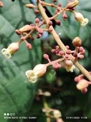 Sterculia oblongata