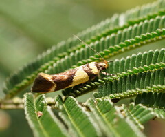 Macrobathra chrysotoxa