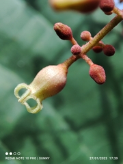Sterculia oblongata