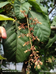 Sterculia oblongata