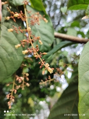 Sterculia oblongata