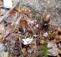 Dysderidae