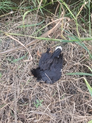 Acridotheres grandis