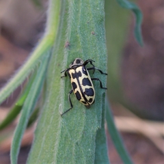 Astylus atromaculatus