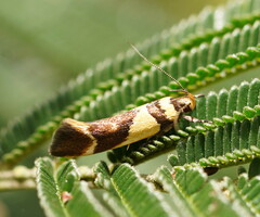 Macrobathra chrysotoxa