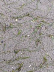 Zostera muelleri