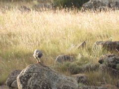 Polyboroides typus typus