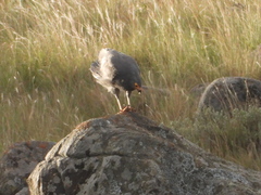 Polyboroides typus typus