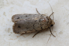 Athetis maculatra