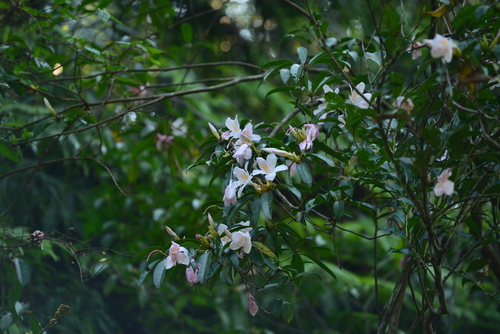 Rhododendron latoucheae iNat (3)