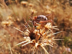 Steropleurus brunnerii