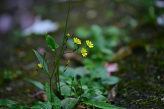 Ixeridium laevigatum