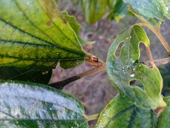 Cheilomenes propinqua