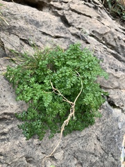 Dichoropetalum aromaticum