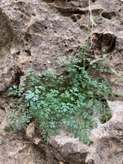 Dichoropetalum aromaticum