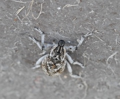 Cyphocleonus achates