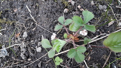 Potentilla micrantha