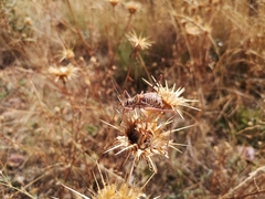 Steropleurus brunnerii