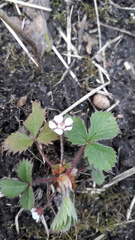 Potentilla micrantha