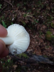 Russula roseopileata