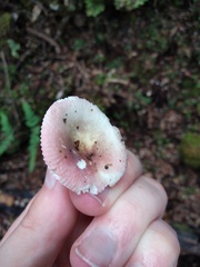 Russula roseopileata