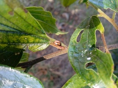 Cheilomenes propinqua