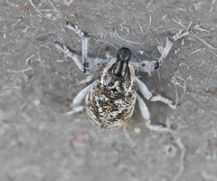 Cyphocleonus achates