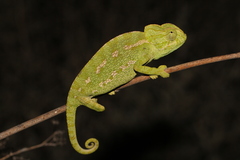 Chamaeleo chamaeleon