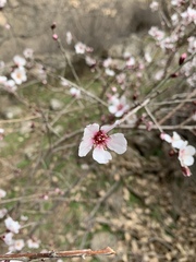 Prunus argentea