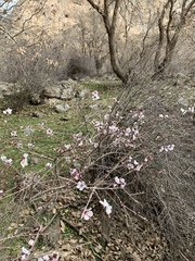 Prunus argentea