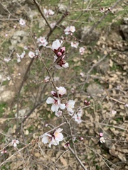 Prunus argentea