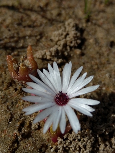 Image of Cleretum clavatum by (c) Jacques van der Merwe, some rights reserved (CC BY-SA)