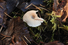 Cystoderma carcharias