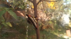 Gasteracantha geminata