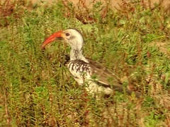 Tockus erythrorhynchus