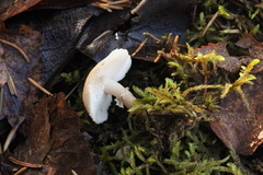 Cystoderma carcharias
