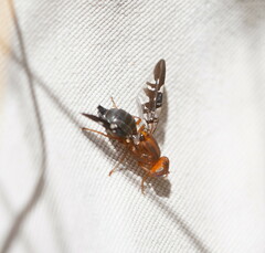 Acanthonevroides basalis