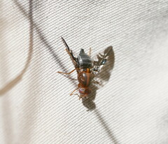 Acanthonevroides basalis