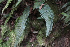 Polystichum parvipinnulum