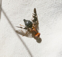 Acanthonevroides basalis