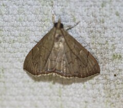 Hyalobathra crenulata