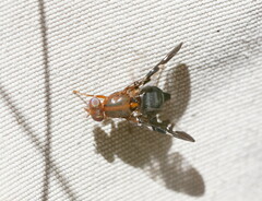 Acanthonevroides basalis