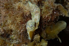 Lamprohaminoea ovalis