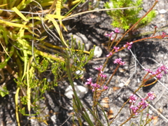 Erica corifolia