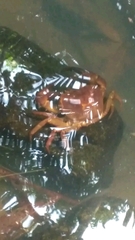 Barytelphusa cunicularis