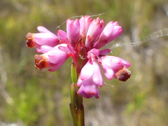 Erica corifolia