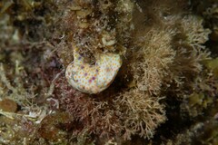 Lamprohaminoea cymbalum