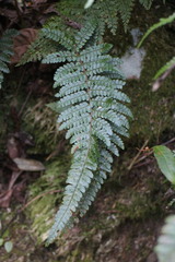 Polystichum parvipinnulum
