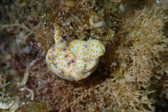 Lamprohaminoea cymbalum