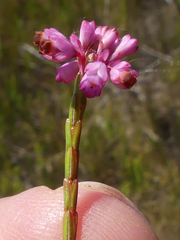 Erica corifolia